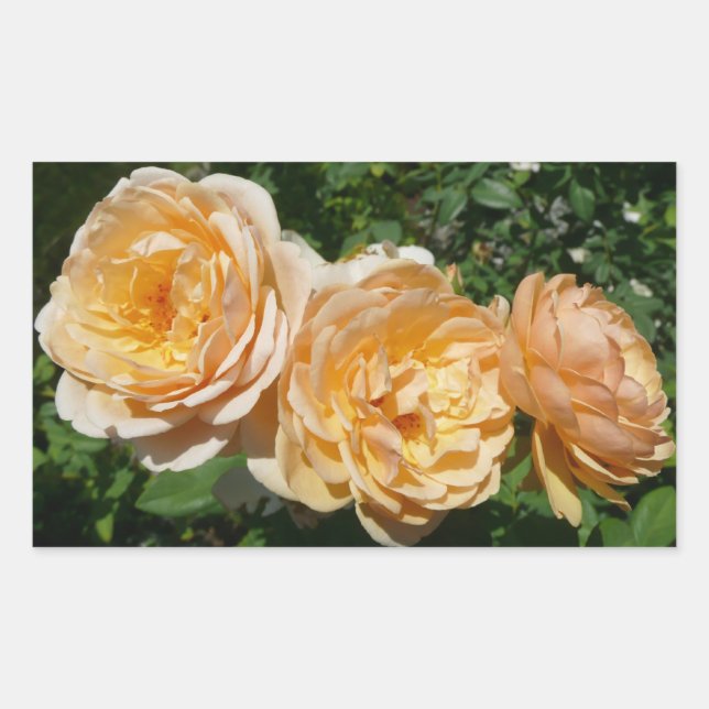 Trio of Peach Rose Floral Rechteckiger Aufkleber (Vorderseite)