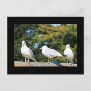 Trio of Seagulls Postcard Postkarte