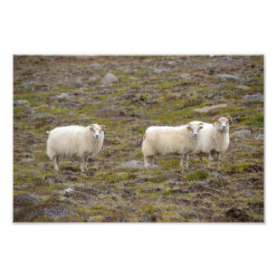 Trio of Sheep, Island Fotodruck