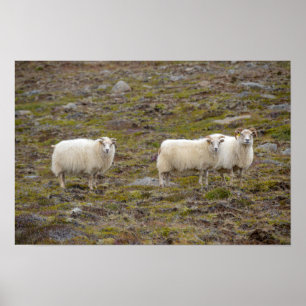 Trio of Sheep, Island Poster