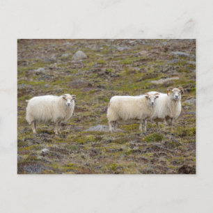 Trio of Sheep, Island Postkarte