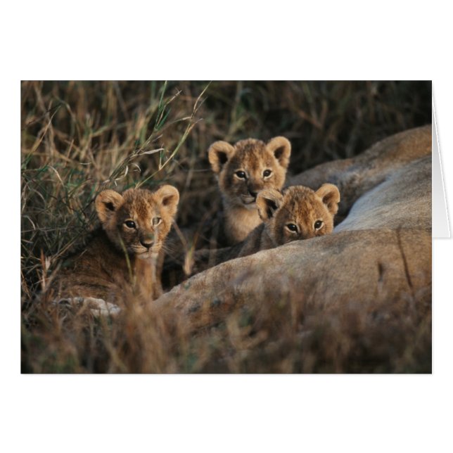Trio of Six Week old Lion cubs sitting (Vorderseite (Horizontal))