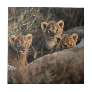 Trio of Six Week old Lion cubs sitting Fliese