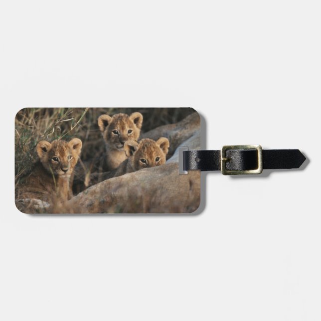 Trio of Six Week old Lion cubs sitting Gepäckanhänger (Vorderseite horizontal)