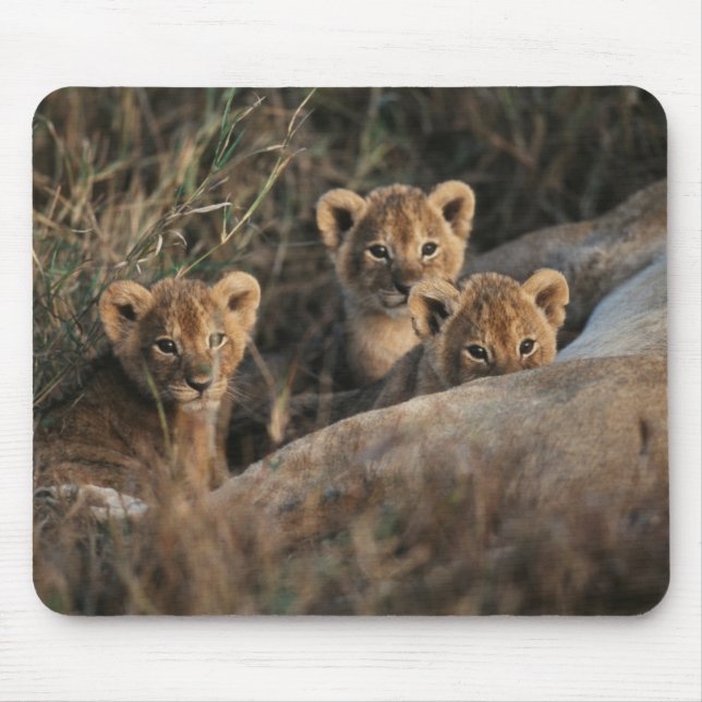 Trio of Six Week old Lion cubs sitting Mousepad (Vorne)