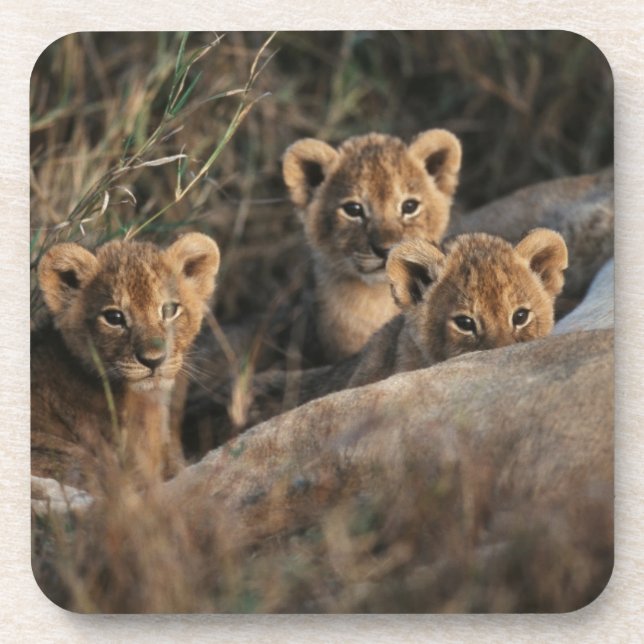 Trio of Six Week old Lion cubs sitting Untersetzer (Vorderseite)
