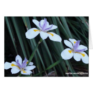 Trio Papillon Iris