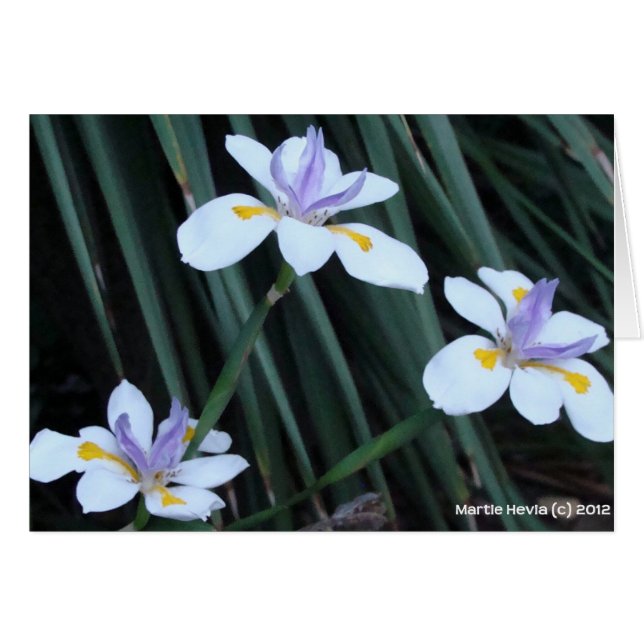Trio Papillon Iris (Devant Horizontal)