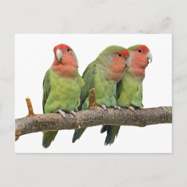 Trio-Postkarte getweetet Postkarte (Vorderseite)