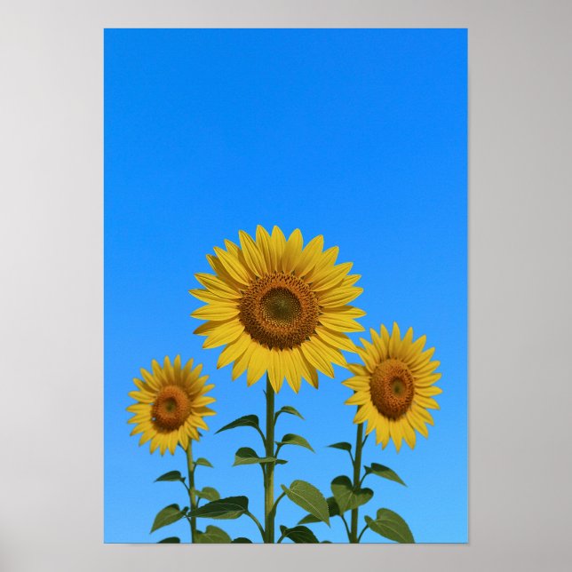 Trio Sunblumen Poster (Vorne)
