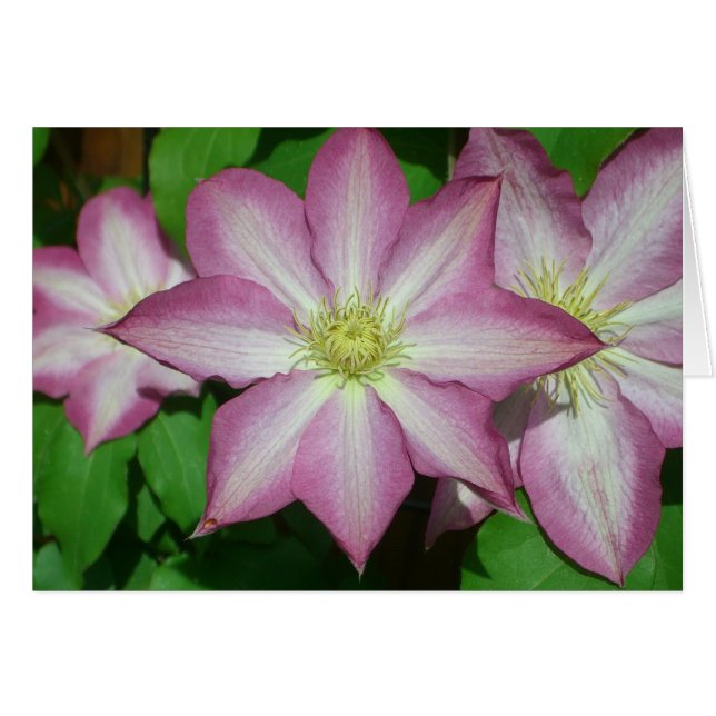 Trio von Clematin Rosa und Weißer Frühling Wein (Vorderseite (Horizontal))