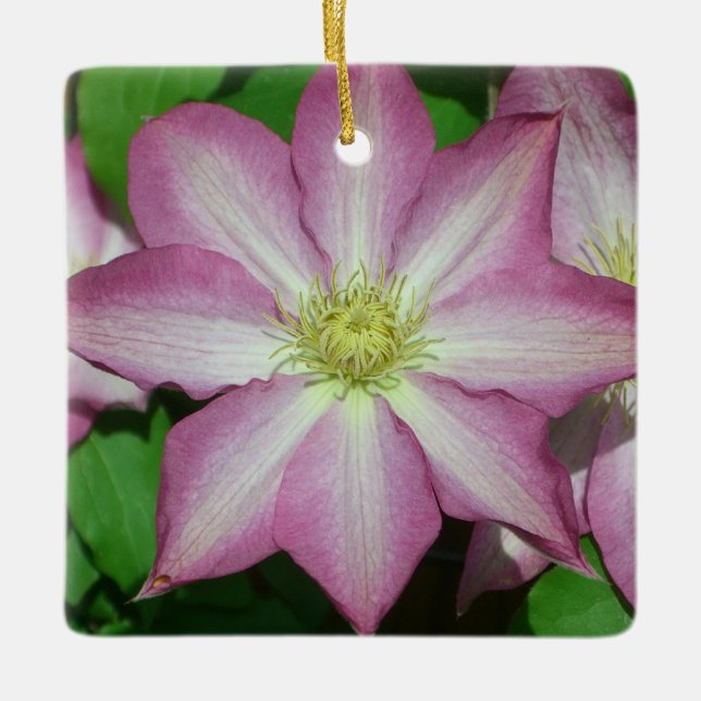 Trio von Clematin Rosa und Weißer Frühling Wein Keramikornament (Vorderseite)