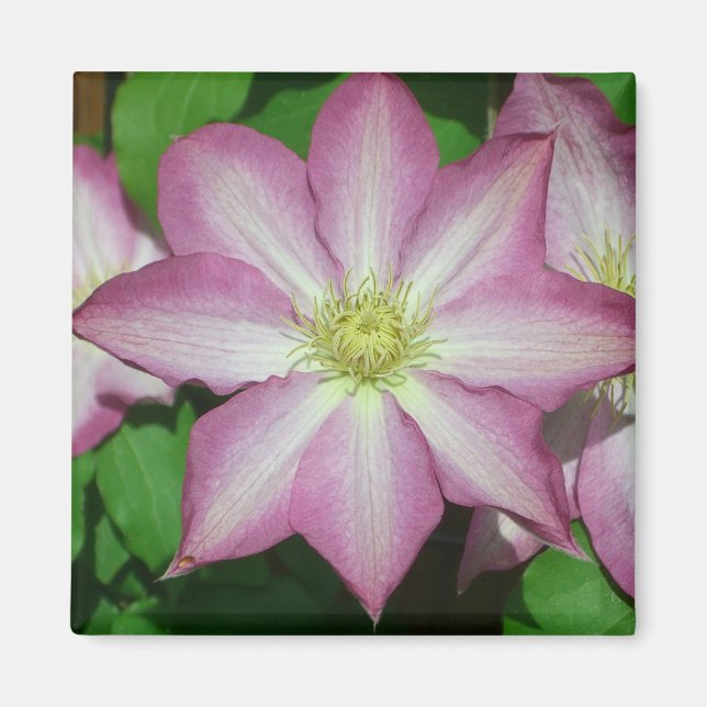 Trio von Clematin Rosa und Weißer Frühling Wein Magnet (Vorne)