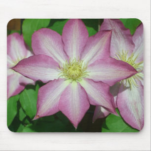 Trio von Clematin Rosa und Weißer Frühling Wein Mousepad
