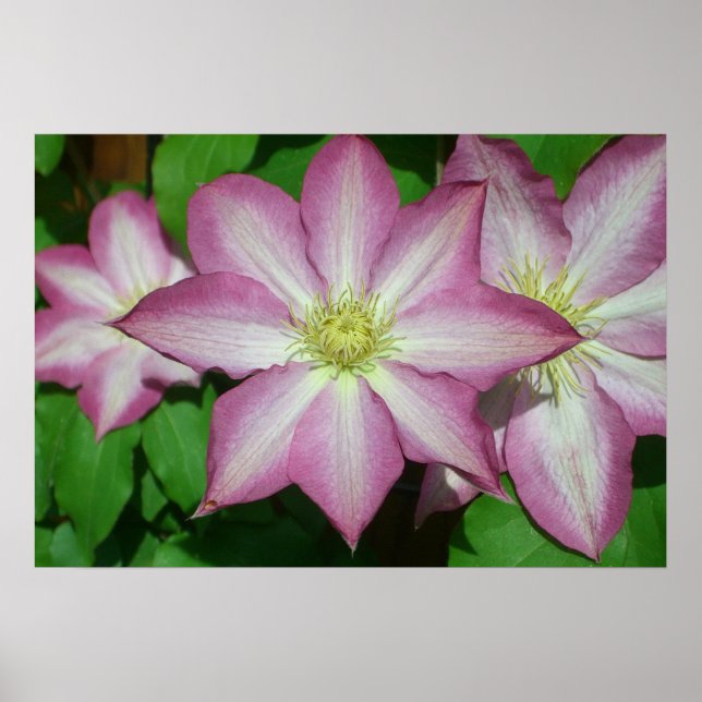 Trio von Clematin Rosa und Weißer Frühling Wein Poster (Vorne)