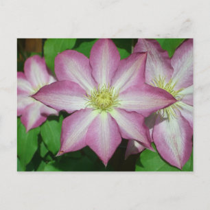 Trio von Clematin Rosa und Weißer Frühling Wein Postkarte