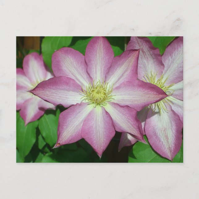 Trio von Clematin Rosa und Weißer Frühling Wein Postkarte (Vorderseite)