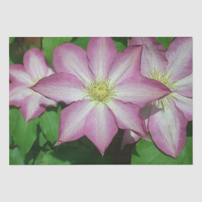 Trio von Clematin Rosa und Weißer Frühling Wein Seidenpapier (Vorderseite)
