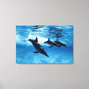 Trio von Delfinen Leinwanddruck