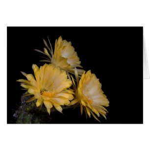 Trio von Karl der Große