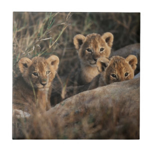 Trio von Lion Cubs mit Mutter Fliese