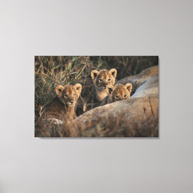 Trio von Lion Cubs mit Mutter Leinwanddruck (Vorderseite)