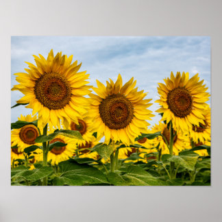 Trio von Sonnenblumen Poster