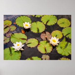 Triple Lotus & Lily Pad Musterplakat Poster