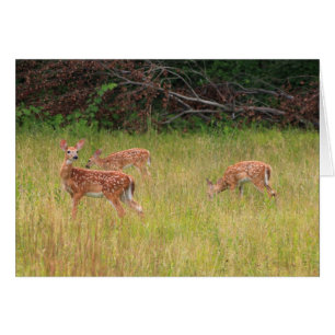 Triplets de faon de cerfs communs