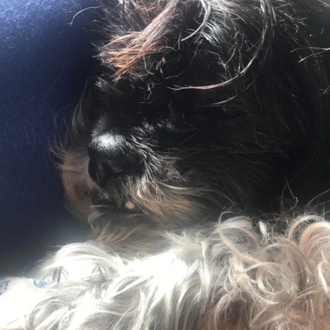 **TRIPLETTE-TEDDY-BEARS**-ADRESSE-ETIKETTEN (NAPTIME FOR GABBY)