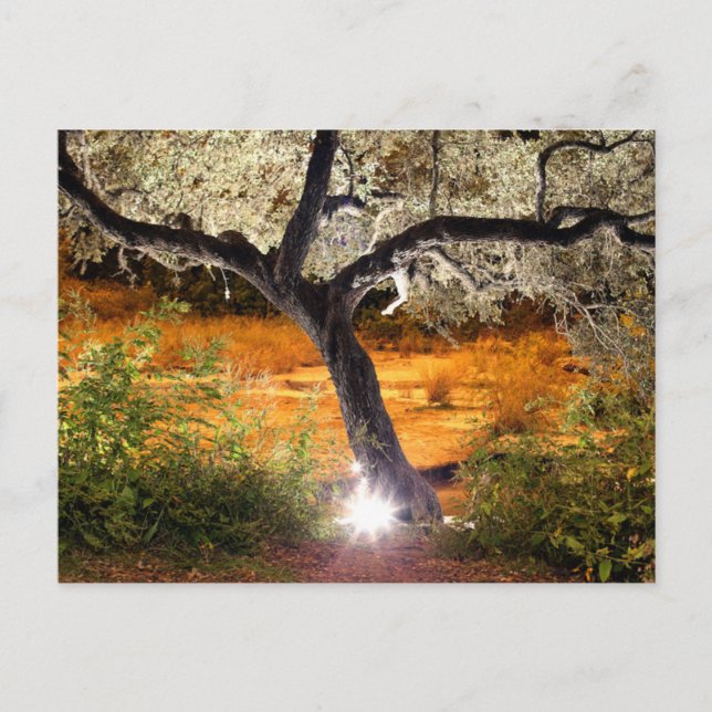 Trippy Eiche Postkarte (Vorderseite)