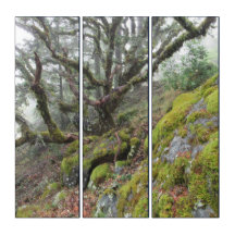 Triptych Mt Tamalpais Mother Moss Covered Tree