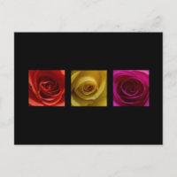 Triptychon-Rose orange-gelb
