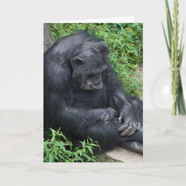 triste chimpanzé obtenir carte bien (Devant)