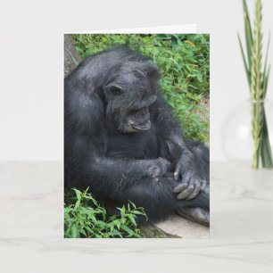 triste chimpanzé obtenir carte bien