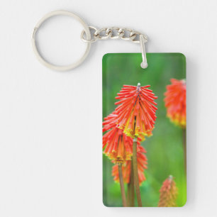 Tritome (Kniphofia Uvaria), Cap-Occidental