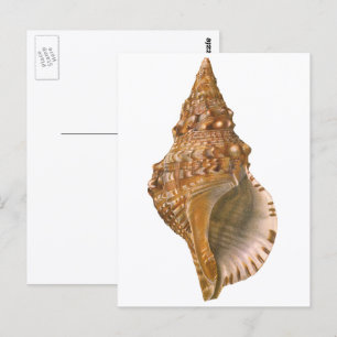 Triton-Meeresschnecke, Vintage Meereswelt Tier Postkarte