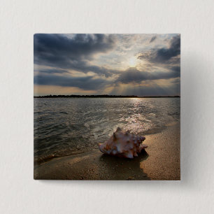 Tritonshorn-Muschel an Strand St Augustine, Button