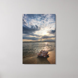 Tritonshorn-Muschel an Strand   St Augustine, Leinwanddruck