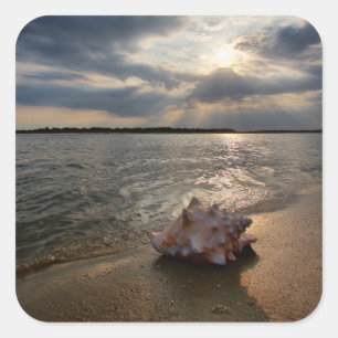 Tritonshorn-Muschel an Strand   St Augustine, Quadratischer Aufkleber