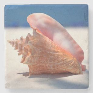 Tritonshorn-Muschel auf Strand 2 Steinuntersetzer