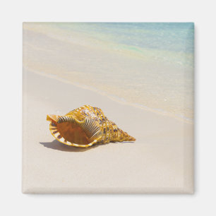 Tritonshorn-Muschel auf Strand 3 Magnet