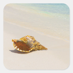 Tritonshorn-Muschel auf Strand 3 Quadratischer Aufkleber