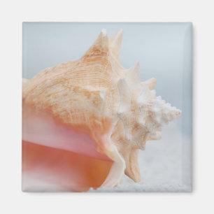 Tritonshorn-Muschel Florida Magnet