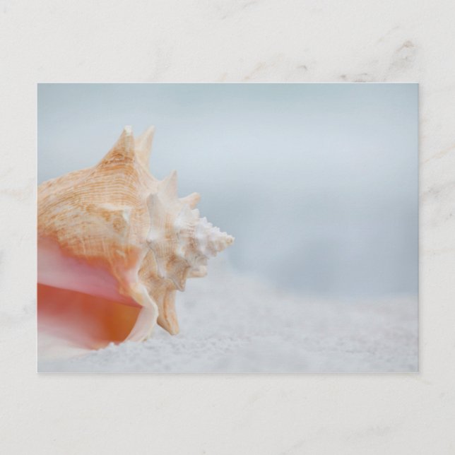 Tritonshorn-Muschel | Florida Postkarte (Vorderseite)