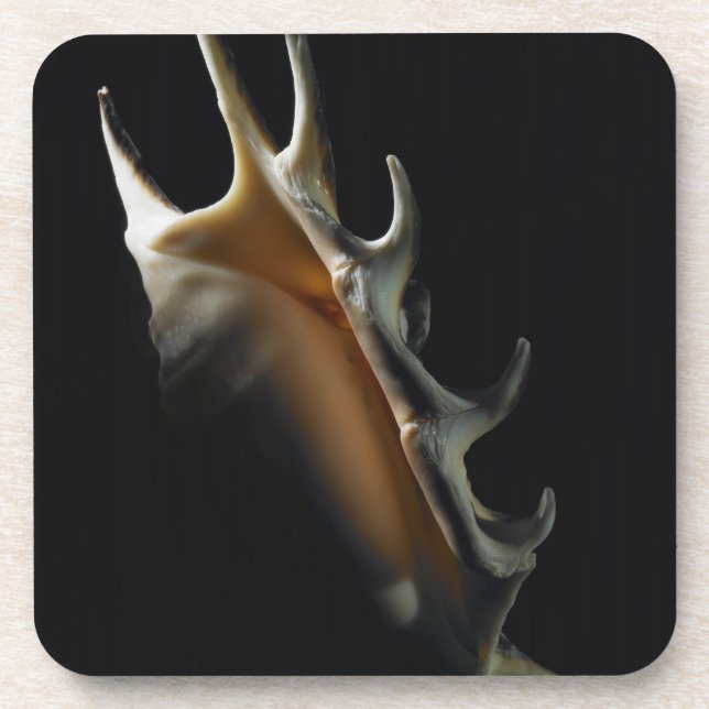 Tritonshorn-Muschel Getränkeuntersetzer (Vorderseite)