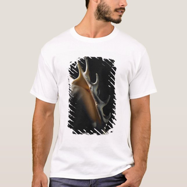 Tritonshorn-Muschel T-Shirt (Vorderseite)