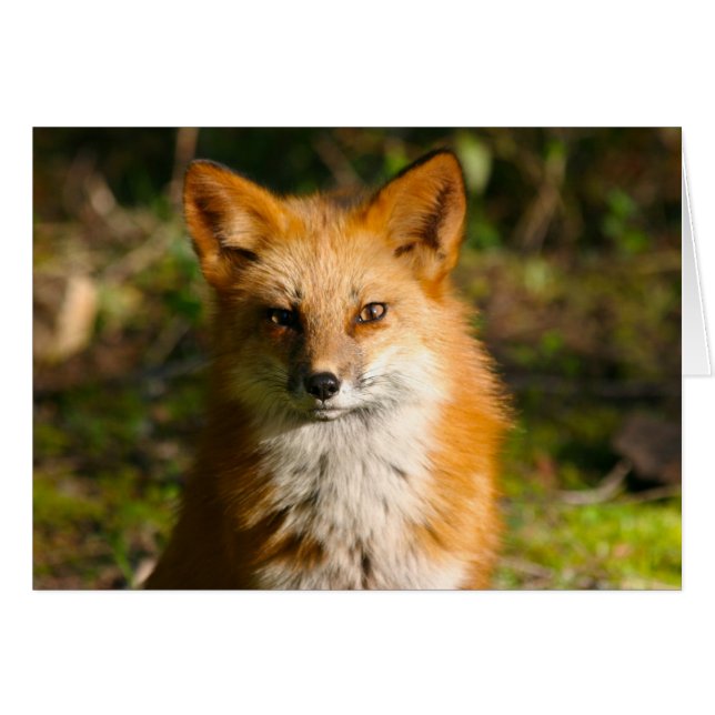 Trixie der Fuchs (Vorderseite (Horizontal))