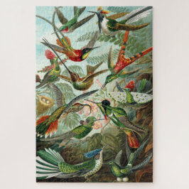 Trochilidae-Kolibris aus Kunstformen der Natur