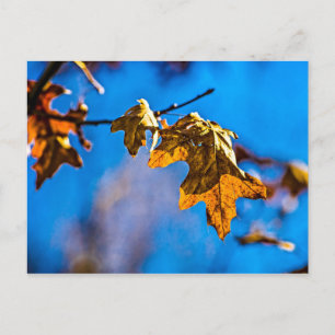 Trockenes Eichenblatt - Der Frühling ist noch weit Postkarte